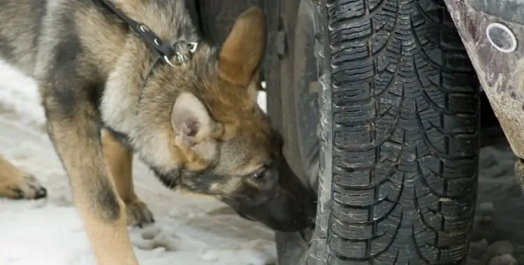 The Drug Dog and Traffic Stops